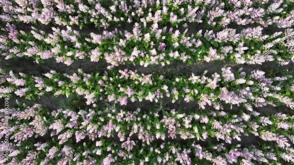 Aerial view. Field of Clary sage - Salvia Sclarea in bloom, cultivated to extract the essential oil and honey. Field with blossom sage plants during golden sunset, relaxing nature view. Aerial view. Field of Clary sage - Salvia Sclarea in bloom, cultivated to extract the essential oil and honey. Field with blossom sage plants during golden sunset, relaxing nature view.