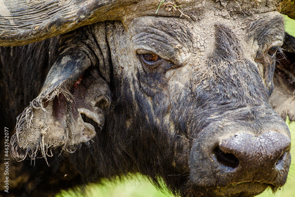 An African Buffalo staring across the Masai Mara in Kenya An African Buffalo staring across the Masai Mara in Kenya