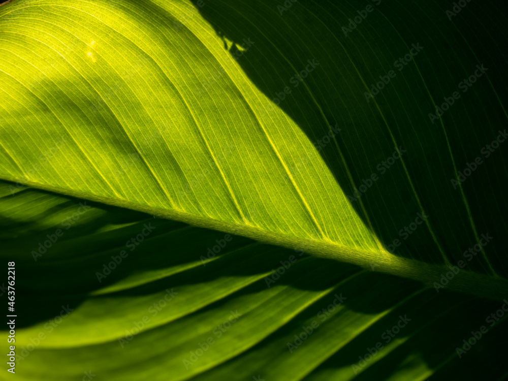Abstract of The Stripes Crystal Anthurium Leaf Abstract of The Stripes Crystal Anthurium Leaf