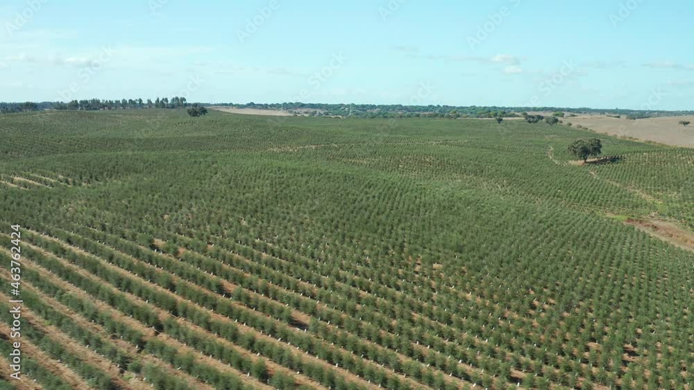 Agriculture field with olive groves in a typical idyllic European background Agriculture field with olive groves in a typical idyllic European background