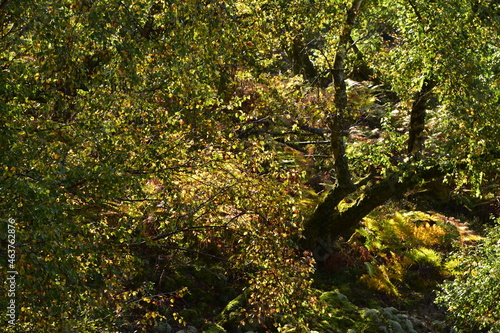 Mörschieder Burr im Nationalpark Hunsrück-Hochwald