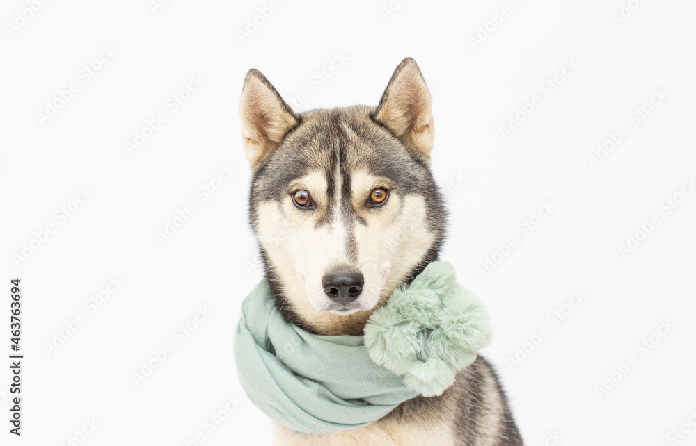Dog breed Siberian Husky in a scarf isolated on white background