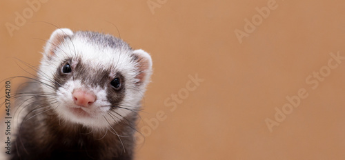 The cute funny ferret portrait banner copy space
