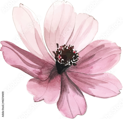 Blüte auf weissem Grund freistehend