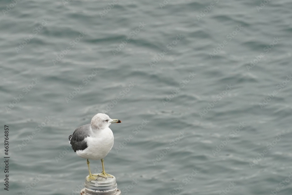 black tailed gull in the sea black tailed gull in the sea