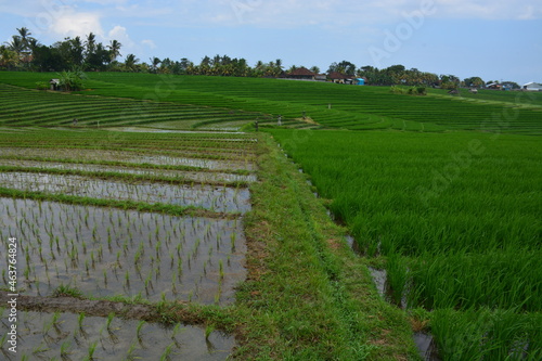 Beautiful rice terrace for travel destination. Location Soka, Tabanan, Bali