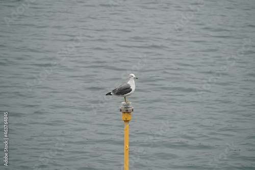 black tailed gull in the sea