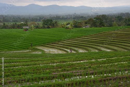 Beautiful rice terrace for travel destination. Location Soka, Tabanan, Bali