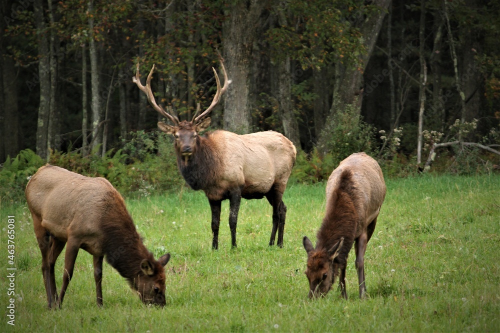 bull elk in park bull elk in park