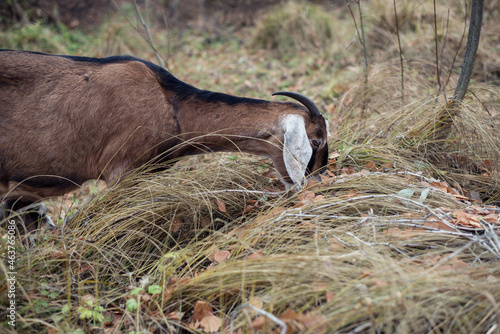 Portrait of a Nubian goat that eats grass.