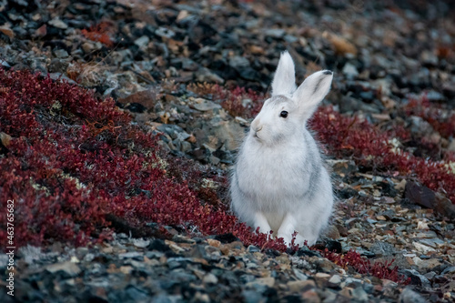 Mountain hare (Lepus timidus). A white hare sits on a mountainside. Hares molt in autumn (summer fur is replaced with white winter fur). Autumn season in the tundra in the Arctic. Wildlife of Chukotka