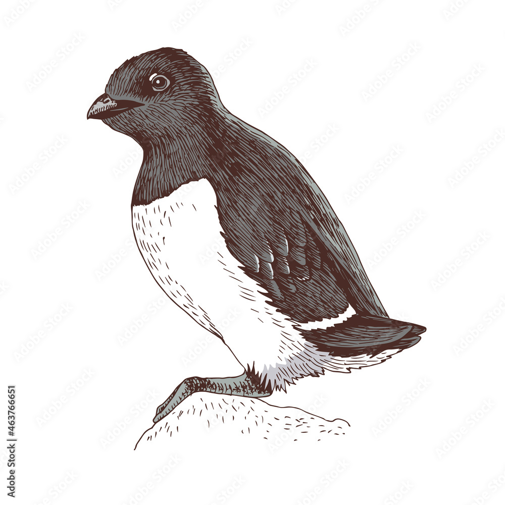 Fototapeta premium Hand-drawn sketch of a polar little auk or dovekie