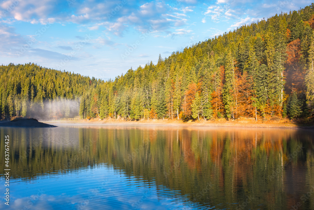 Obraz premium landscape at the mountain lake in autumn. beautiful nature scenery in the morning. spruce forest on the shore. synevyr national park, ukraine