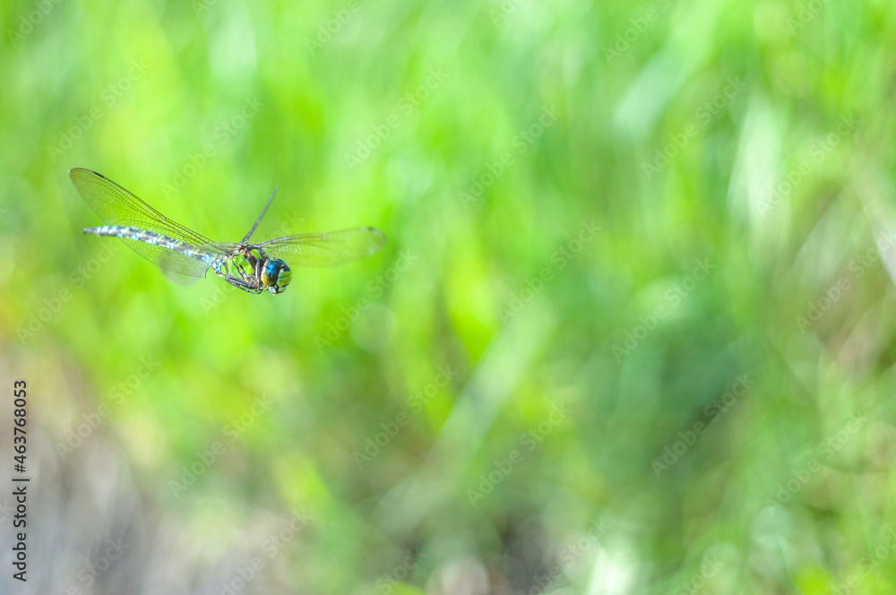 Spring aeschne dragonfly in flight over a marsh. Spring aeschne dragonfly in flight over a marsh.