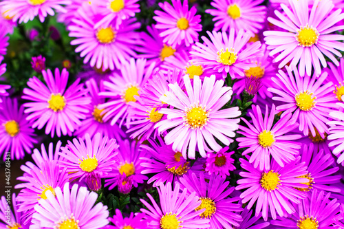 purple american aster flowers blooming in the garden in autumn