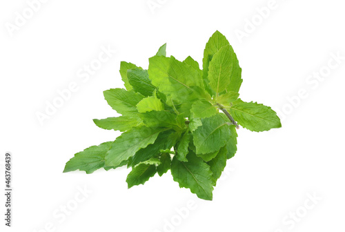 Holy basil on white background.