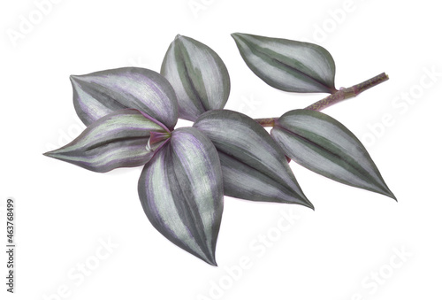 Silver Inch Plant (Tradescantia zebrina)  isolated on white background.