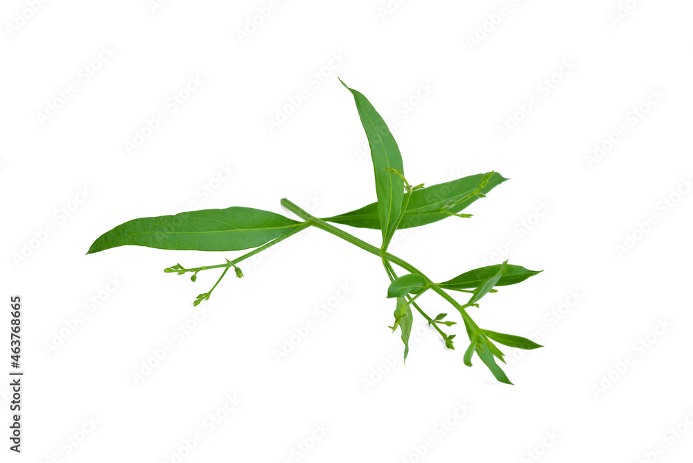 Fototapeta premium Andrographis paniculata plant on white background