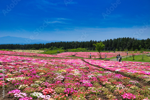 Livingstone Daisy Kuju Flower Park