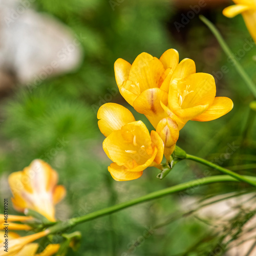yellow colored freesia flowers closeup in the garden