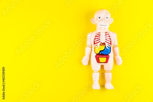 Human anatomy mannequin with internal organs on yellow background photo