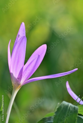 Herbstzeitlose  Colchicum autumnale  in der Lobau