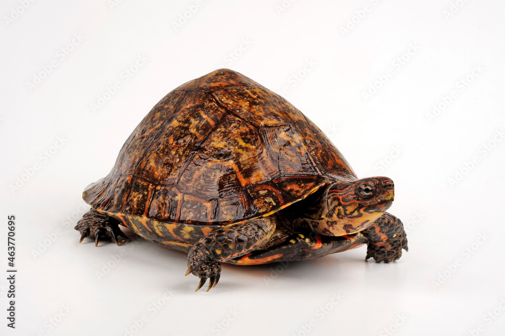 Painted wood turtle // Pracht-Erdschildkröte (Rhinoclemmys pulcherrima manni) Painted wood turtle // Pracht-Erdschildkröte (Rhinoclemmys pulcherrima manni)