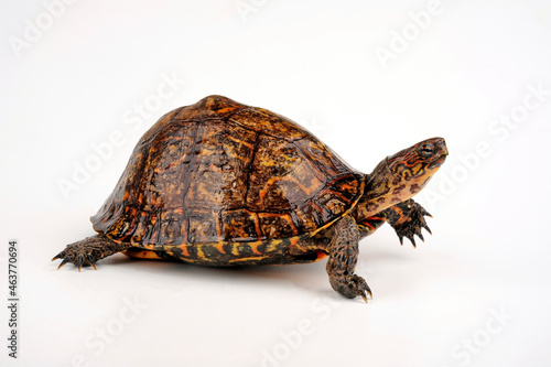 Pracht-Erdschildkröte // Painted wood turtle (Rhinoclemmys pulcherrima manni) photo