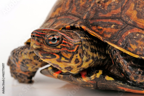 Pracht-Erdschildkröte // Painted wood turtle (Rhinoclemmys pulcherrima manni)