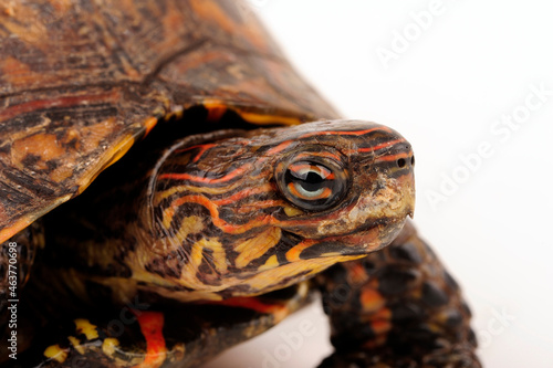 Painted wood turtle // Pracht-Erdschildkröte (Rhinoclemmys pulcherrima manni)