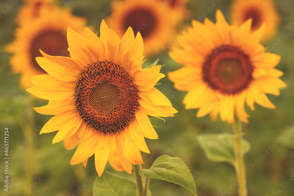 Fototapeta premium Beautiful sunflower head blooming in field
