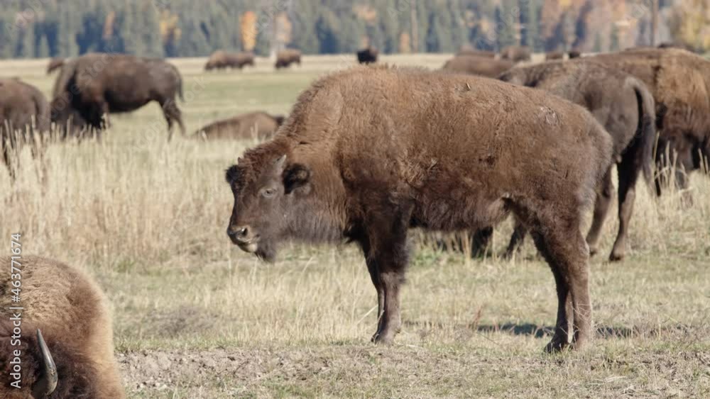 Young bison scratching its nose with its hoof while standing in a field. Young bison scratching its nose with its hoof while standing in a field.
