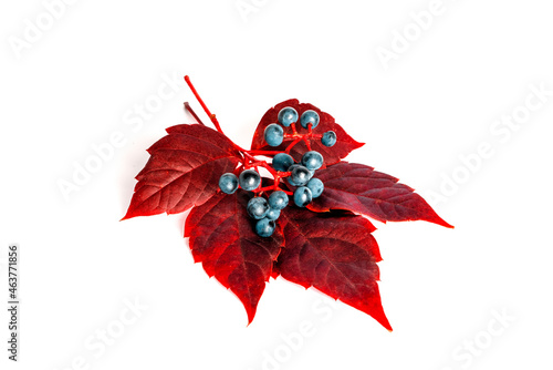 Autumn grape leaves isolated on white background.