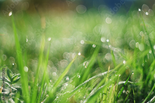 background with blades of grass and water droplets, green abstract background