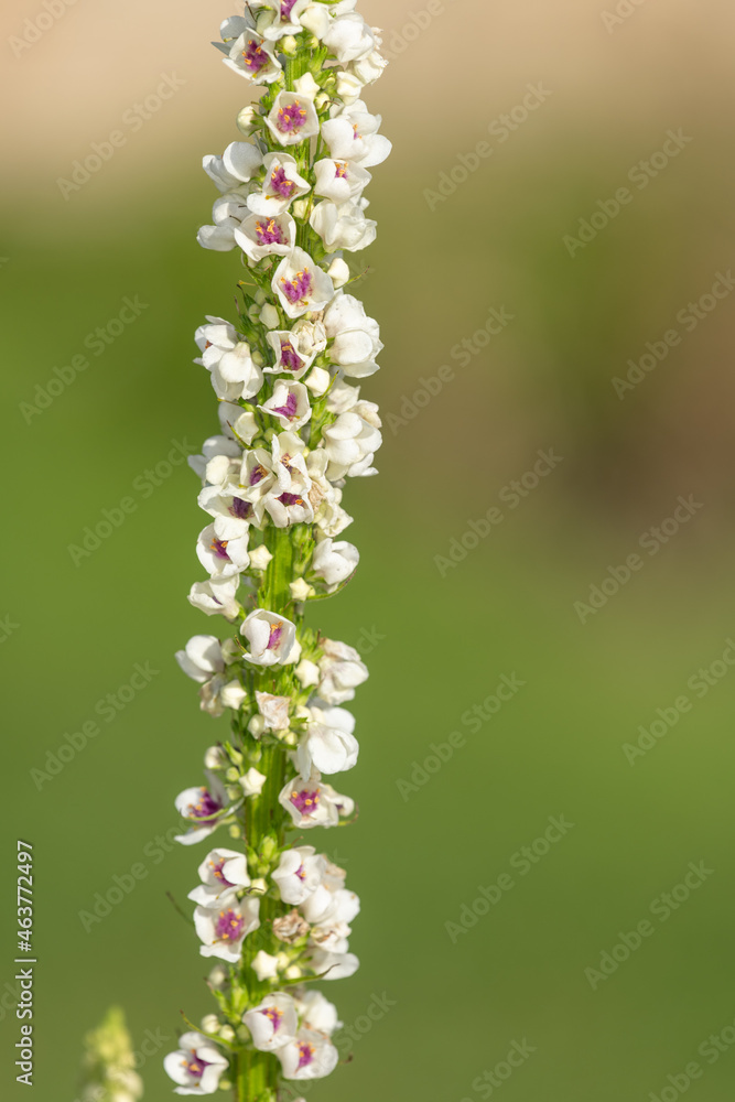 Close up of a verbascum chaixii flower in bloom Close up of a verbascum chaixii flower in bloom