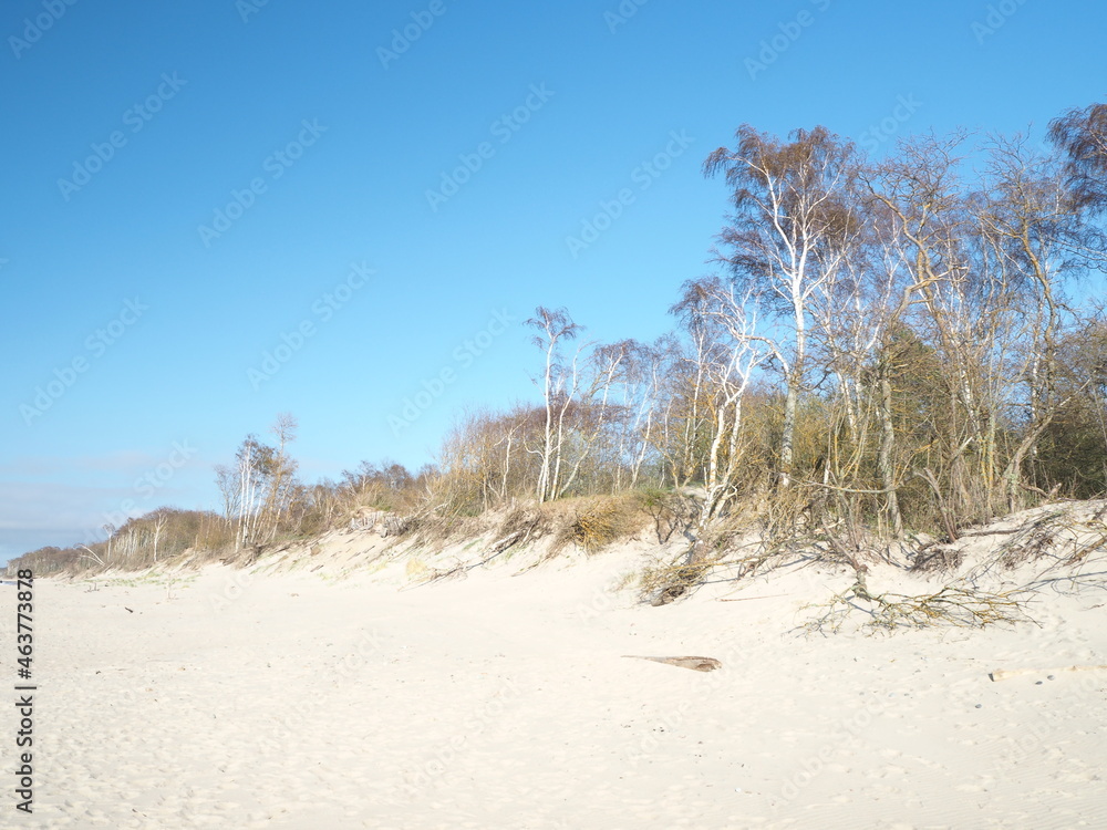 Pine trees on a sandy beach. Baltic Sea, Curonian Spit 