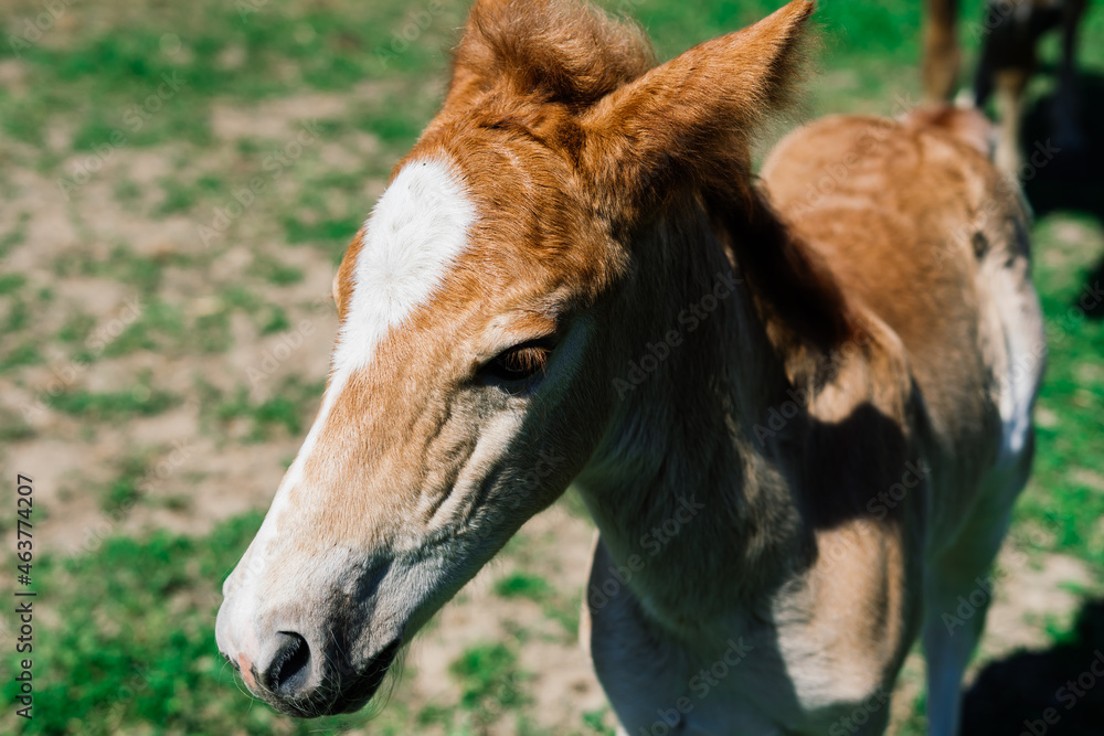 Fototapeta premium Horse mare and her very small foal on a farm