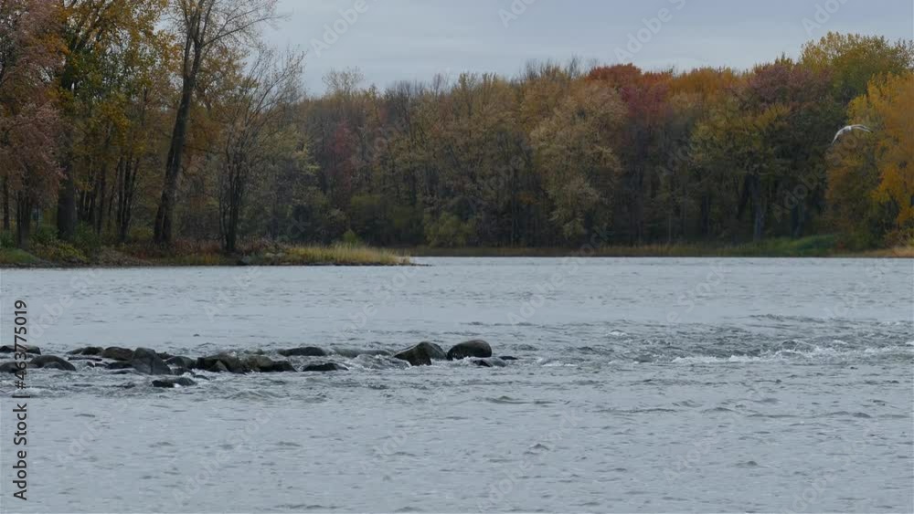 White birds flying over river stream with autumn trees on side. Gloomy overcast day. Fixed wide shot White birds flying over river stream with autumn trees on side. Gloomy overcast day. Fixed wide shot