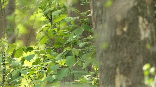 Bird Sitting On Leafy Branch, Takes Off, Static View photo