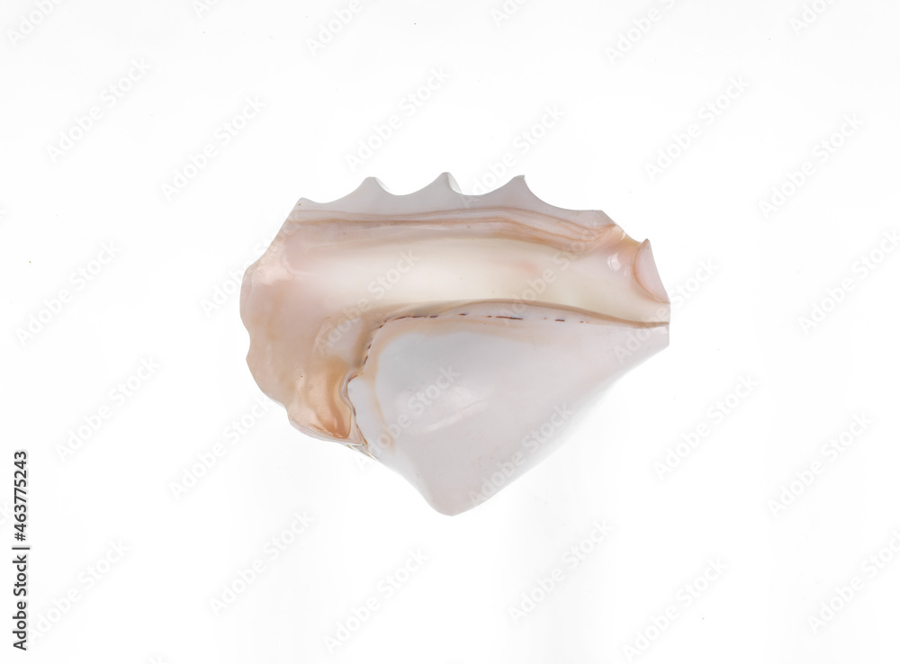 white decorative seashell isolated on white background white decorative seashell isolated on white background