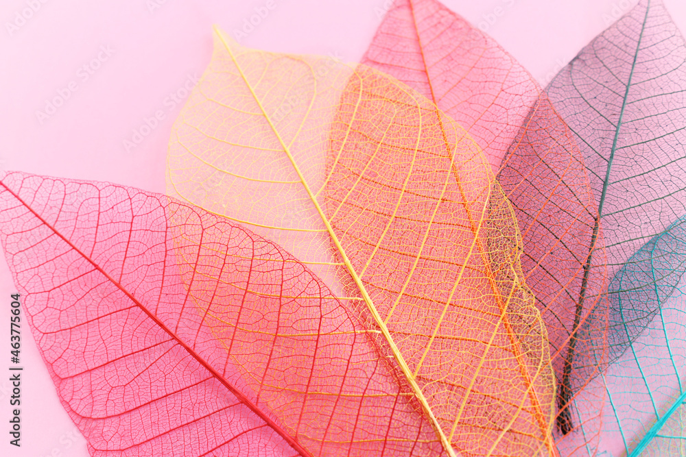 Fototapeta premium Colorful transparent and delicate leaves pastel background