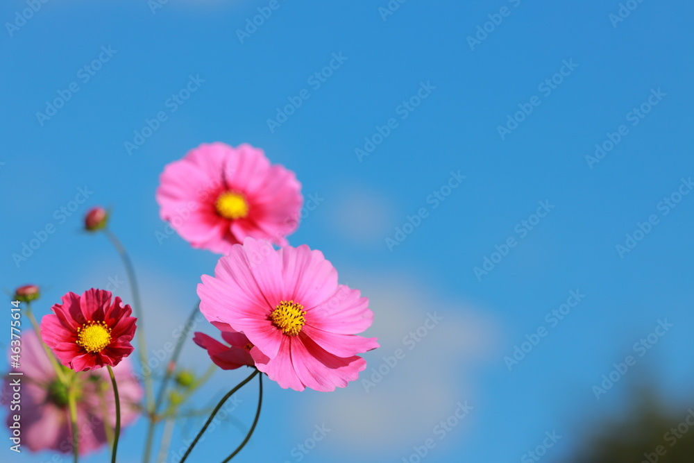 COSMOS COSMOS