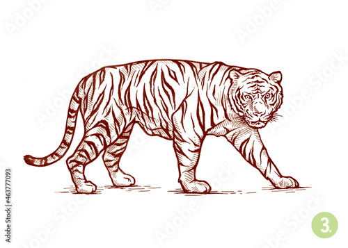 Old engraving of a tiger isolated on white surface.