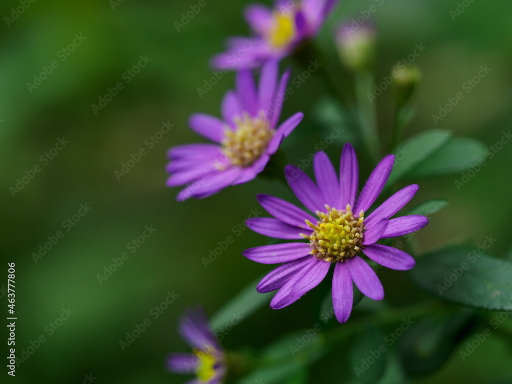 青紫の紺菊 青紫の紺菊