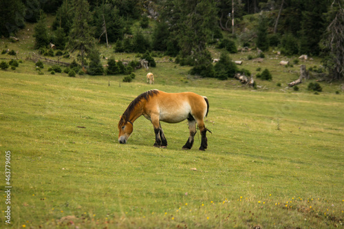 Horse grazing on the fields