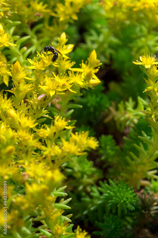 close up of macon wasp foraging a yellow flower close up of macon wasp foraging a yellow flower