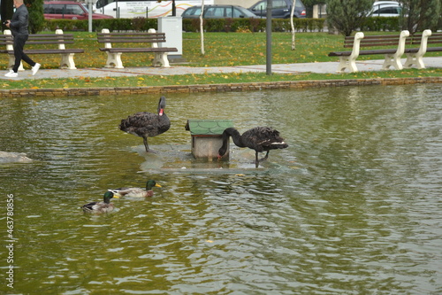 ducks on the lake