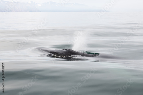 A humpback whale raises its powerful tail over the ocean water. The whale sprays water. Scientific name: Megaptera novaeangliae. Iceland.