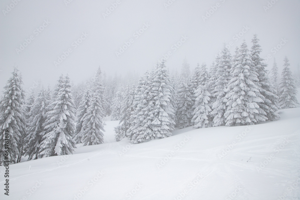 magic winter landscape with snowy fir trees magic winter landscape with snowy fir trees