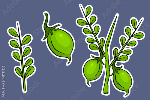 A set of chickpeas. Fresh chickpeas on a twig with leaves.